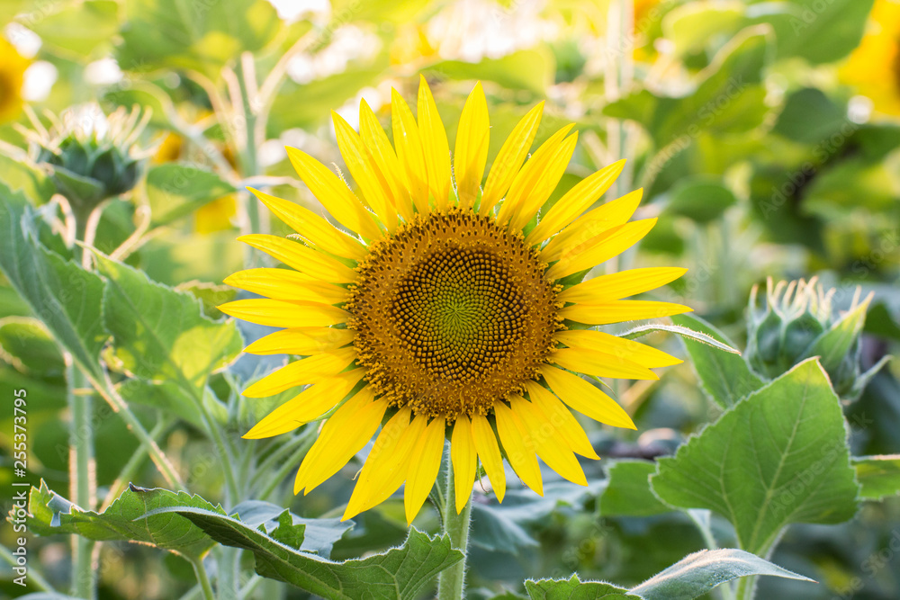 Beautiful of sunflower Field blooming,flowers beauty Beautiful of sunflower Field blooming,flowers beauty
