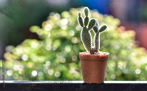 cactus plant in the pot with bokeh background