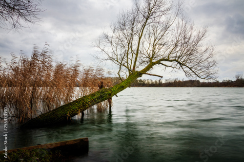 a tree leaning into the lake with clouds in the sky © Sascha