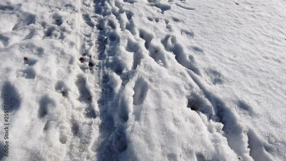 camera movement in winter forest and spring snow camera movement in winter forest and spring snow
