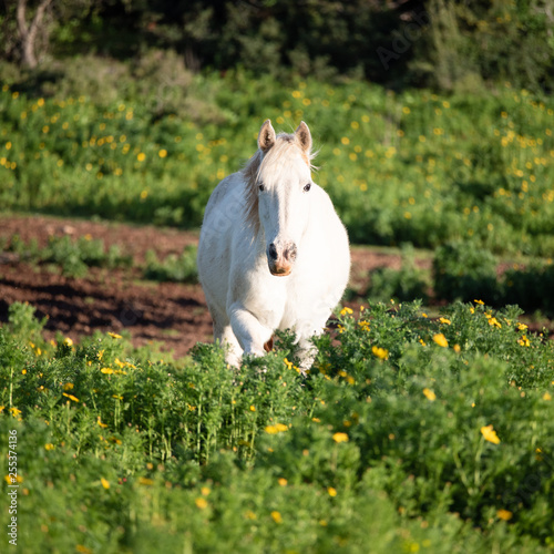 white horse in a green meadow