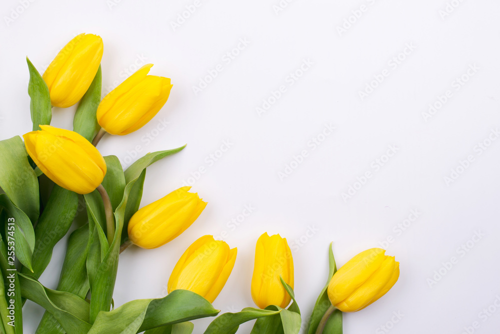 Obraz premium Easter background with yellow tulipson on white. Greeting card for mother's day. Copy space. Flat lay