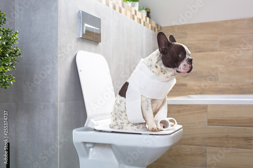 French bulldog sitting on a toilet seat in bathroom