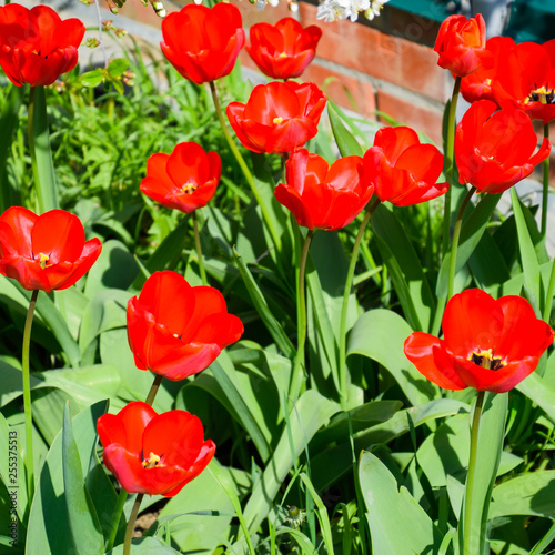 Red tulips bloom in the flowerbed. Flowering of tulips.