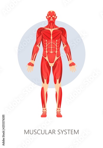 Muscular system isolated human body anatomy muscles