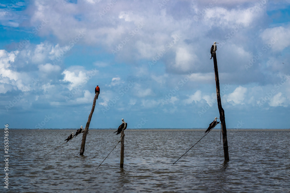Frigatebird Frigatebird