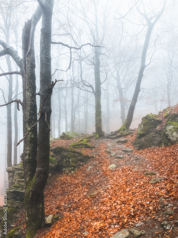 a path covered in orange leaves in autumn or fall leading into a foggy scenery