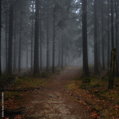 a path leading into the dark forest © Sascha