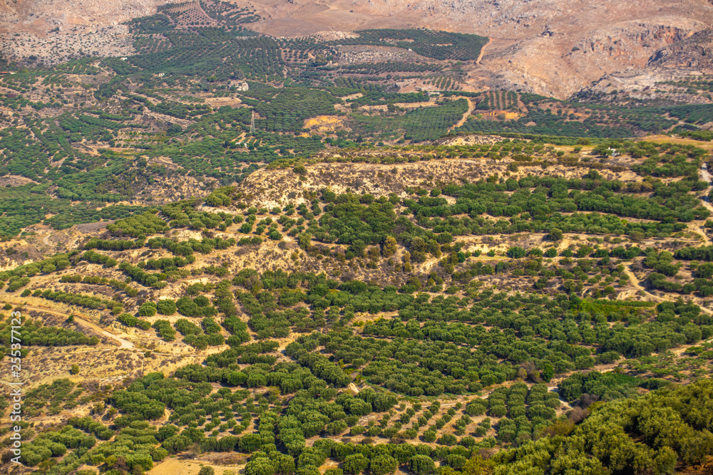 olive plantation on the Crete,Greece