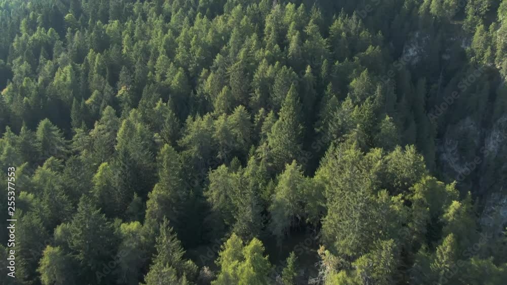 pine tree forest fly over pine tree forest fly over