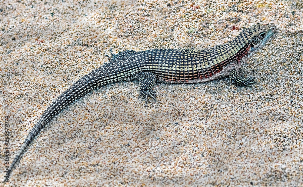 Obraz premium Giant plated lizard. Latin name - Gerrhosaurus validus