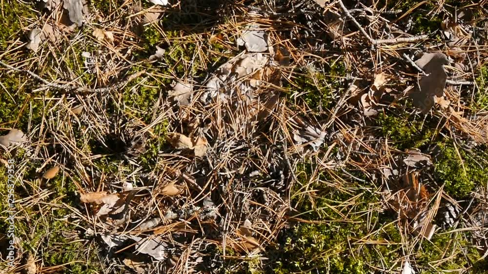 A hand picks up a basket of mushrooms. View from above. A hand picks up a basket of mushrooms. View from above.
