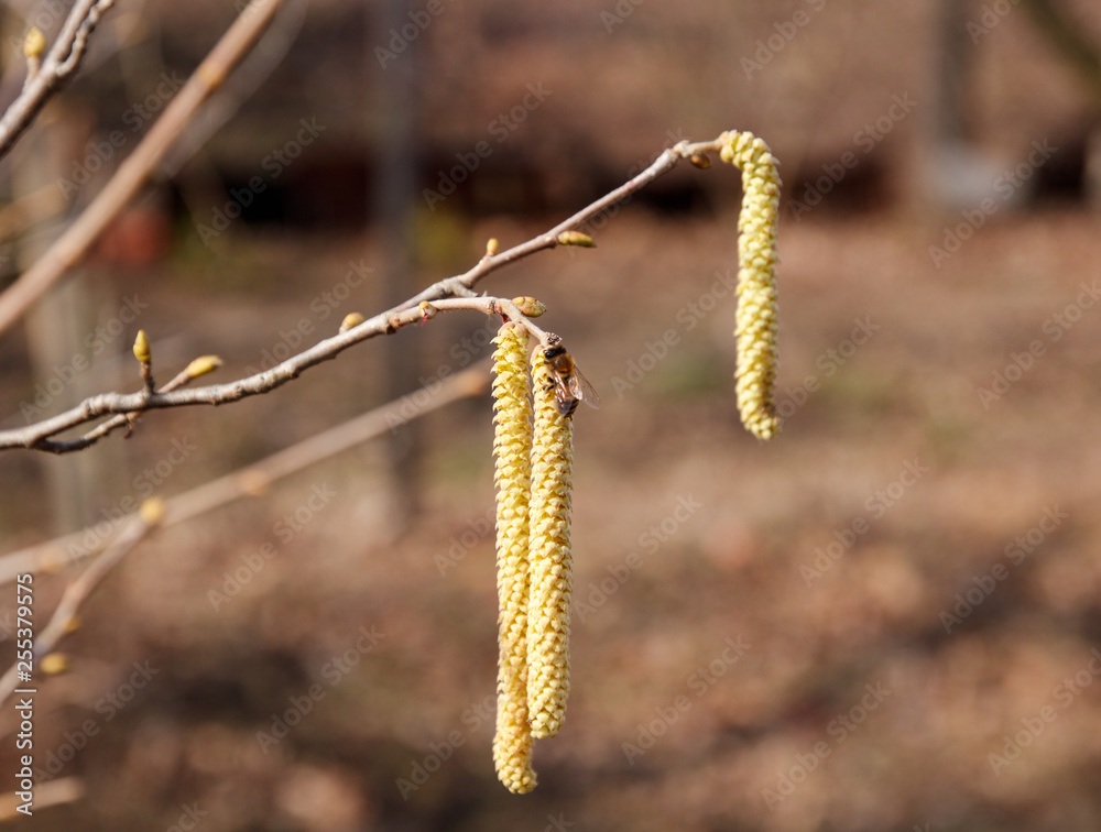 Early spring catkins of hazel. lat. Corylus. Bee on a catkins Early spring catkins of hazel. lat. Corylus. Bee on a catkins