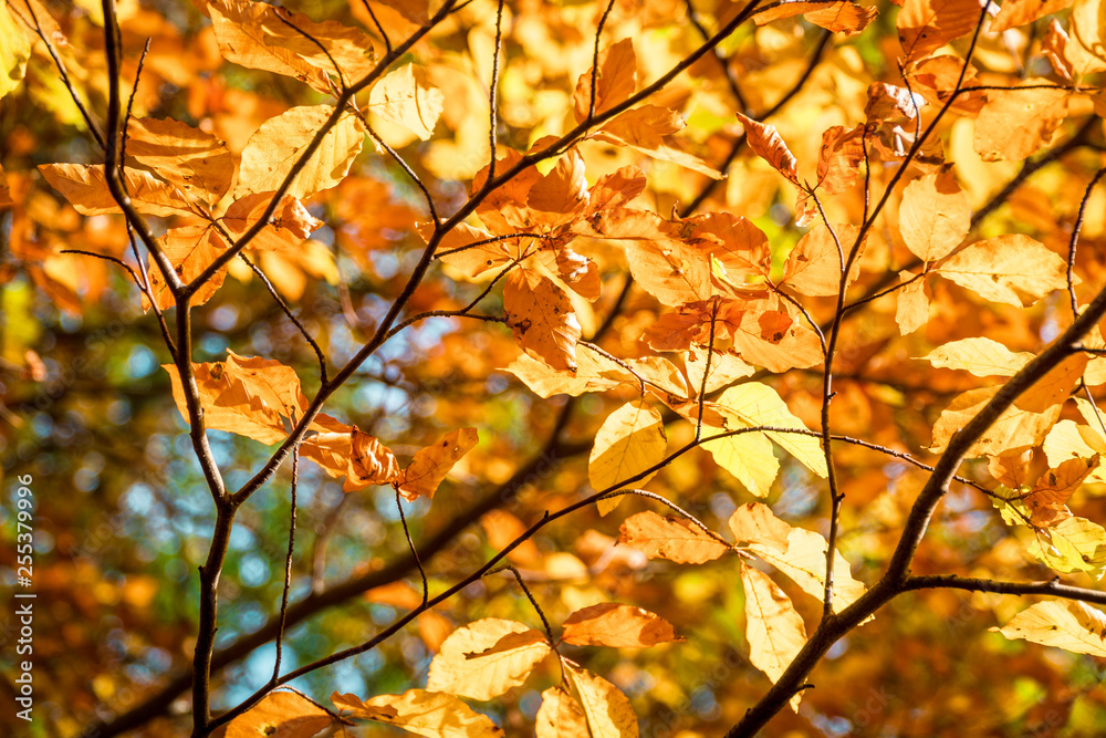 Fall tree