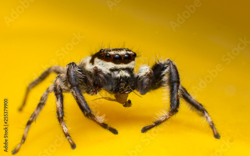 Beautiful jumping spider isolated on yellow background