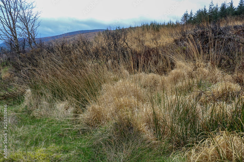 Flora of Ireland. Nature Reserve. Flora of Ireland. Nature Reserve.