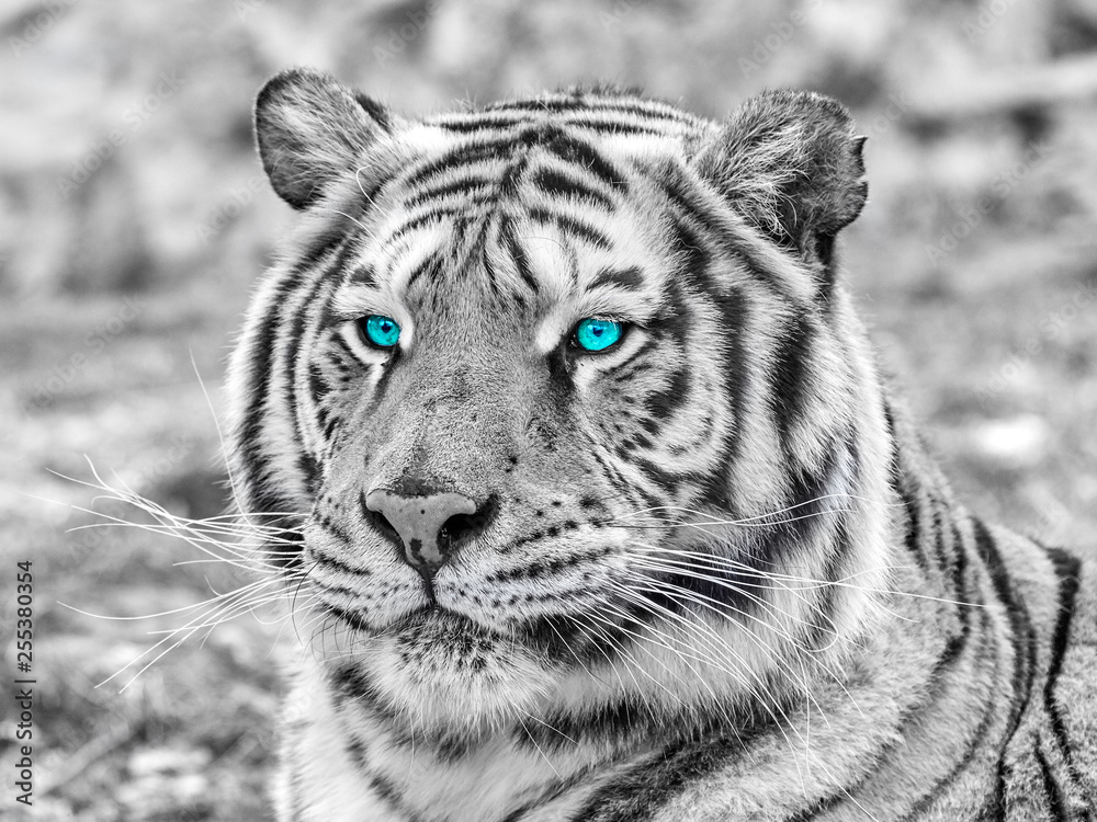 Fototapeta premium Tiger close-up of face