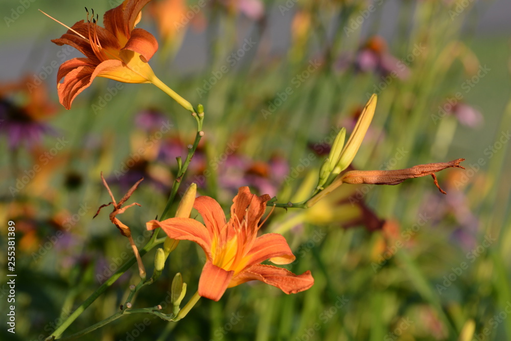 Obraz premium Orange Daylily