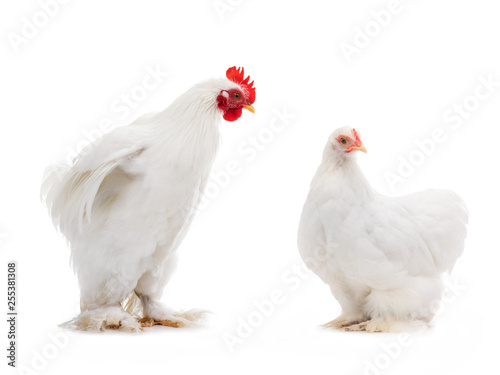 male and female white hen isolated