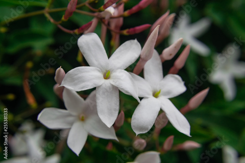 Jasmine flower (Jasminum officinale), blooming with green leaves background