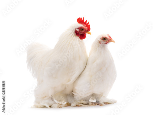 male and female white hen isolated