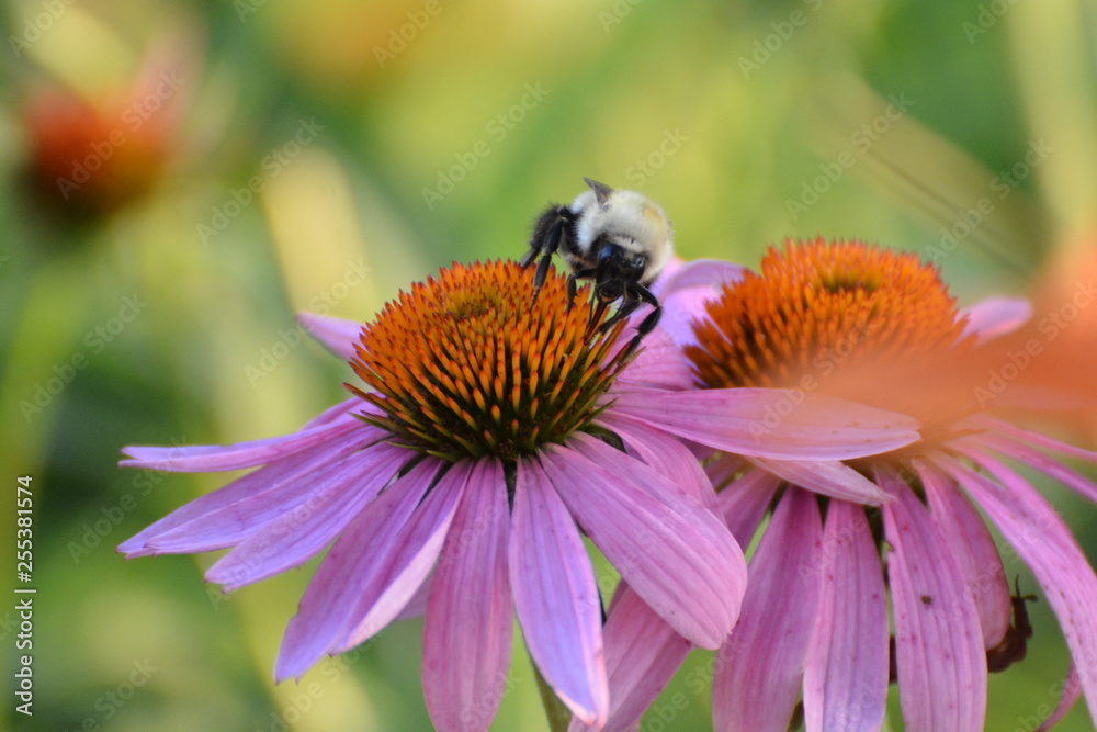 Echinacea Purpurea Eastern Purple Coneflower with Bees Echinacea Purpurea Eastern Purple Coneflower with Bees