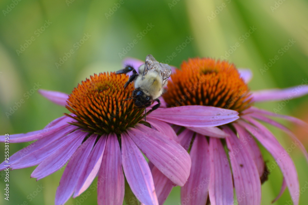 Echinacea Purpurea Eastern Purple Coneflower with Bees Echinacea Purpurea Eastern Purple Coneflower with Bees