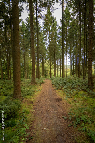 Forst path in the green and dark pine forest Ardennes