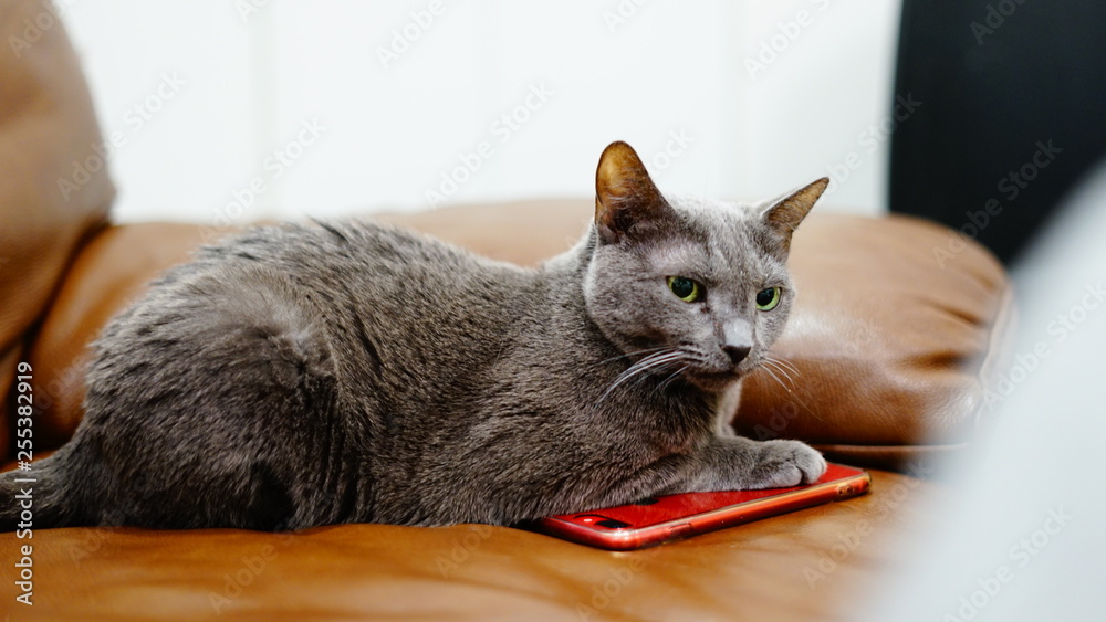 スマートフォンの上に居座る猫