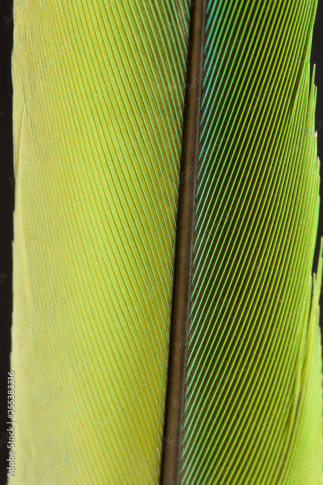 Obraz premium Plumas
