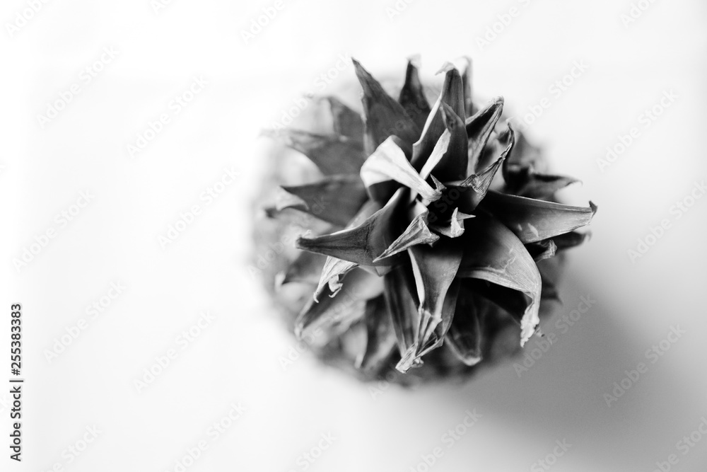 Ananas_studio