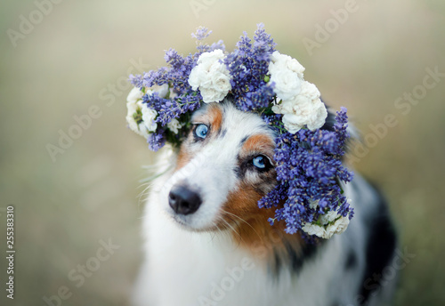 Fototapeta Naklejka Na Ścianę i Meble -  dog lies in the flower. Pet outdoors in the spring. Australian shepherd flower wreath on the dog's head