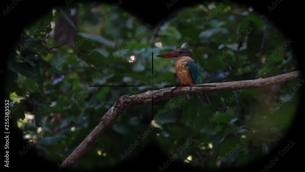 Stork-Billed Kingfisher Bird (Pelargopsis capensis) Seen through Binoculars. Bird Watching at Wildlife Safari Stork-Billed Kingfisher Bird (Pelargopsis capensis) Seen through Binoculars. Bird Watching at Wildlife Safari