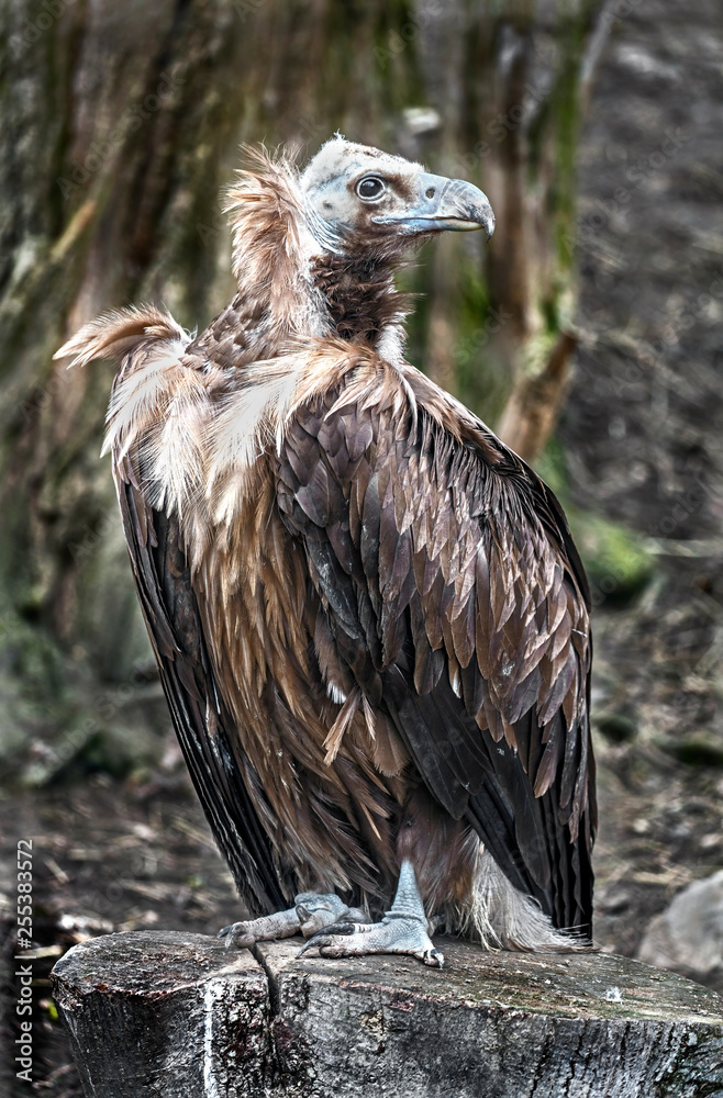 Eurasian black vulture also known as the cinereous vulture or monk vulture. Latin name - Aegypius monachus Eurasian black vulture also known as the cinereous vulture or monk vulture. Latin name - Aegypius monachus