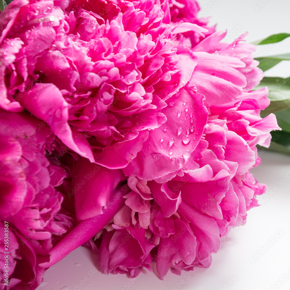 Bouquet of romantic pink peony flowers. Spring.
