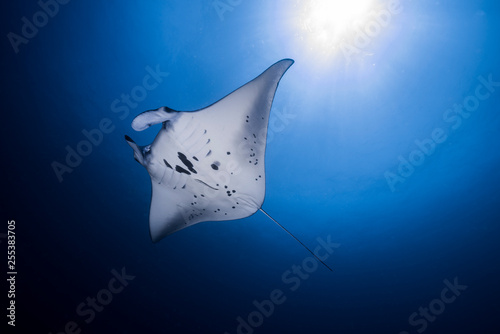 Reef Manta Ray in Indonesia © Ollie