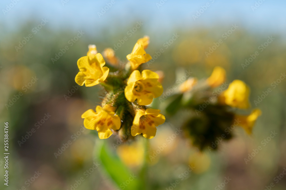 field of yellow flowers field of yellow flowers