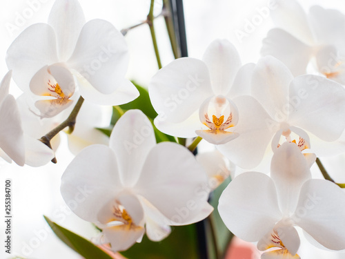 White orchid isolated on white blurred background. Soft lovely flowers are seen in an artistic composition  Phalaenopsis flower