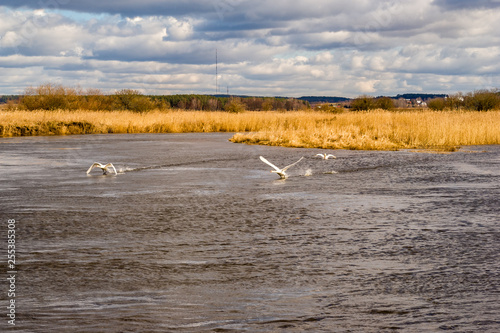 Rzeka Narew. Wiosna nad Narwią. Piękno Podlasia