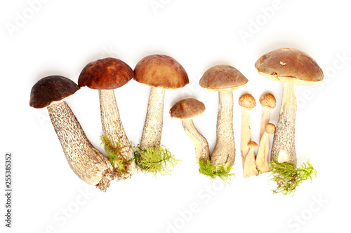 Mushrooms on green moss on a white background