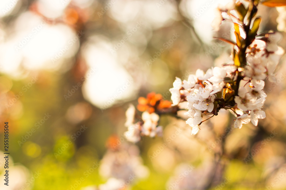 Flowering apricot on a blurred bright background. Backlight, author processing. Flowering apricot on a blurred bright background. Backlight, author processing.