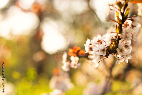 Flowering apricot on a blurred bright background. Backlight, author processing.