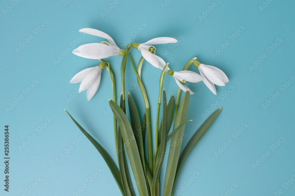 Fototapeta premium Spring flowers (snowdrops), isolated on blue background
