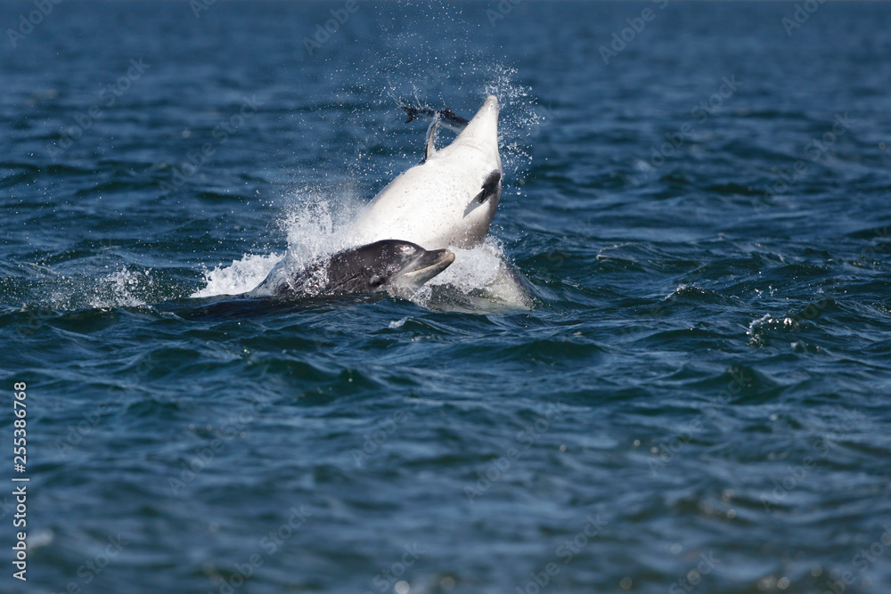 Fototapeta premium Happy, playful wild dolphins breaching and jumping out of water while hunting for migrating atlantic salmon