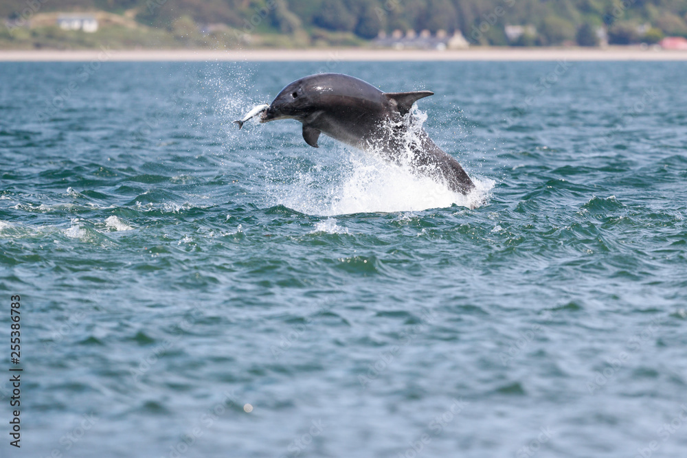 Naklejka premium Happy, playful wild dolphins breaching and jumping out of water while hunting for migrating atlantic salmon