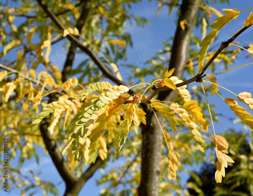 Lederhuelsenbaum, Skyline, Gleditsia,  triacanthos photo