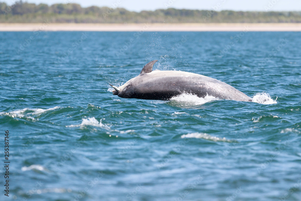 Fototapeta premium Happy, playful wild dolphins breaching and jumping out of water while hunting for migrating atlantic salmon