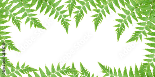 Green fern leaves on white background - Tracheophyta