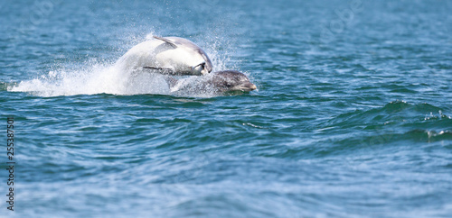 Happy, playful wild dolphins breaching and jumping out of water while hunting for migrating atlantic salmon