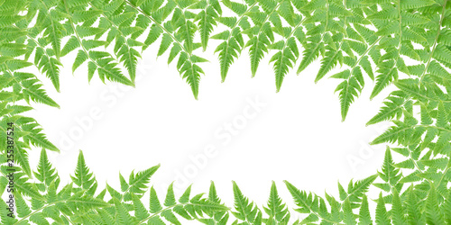 Fototapeta Naklejka Na Ścianę i Meble -  Green fern leaves on white background - Tracheophyta